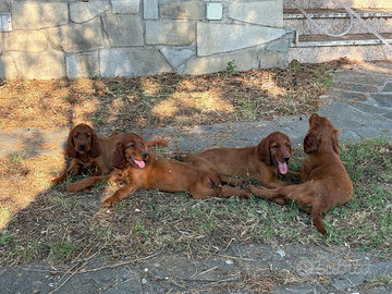 Cuccioli di setter irlandese