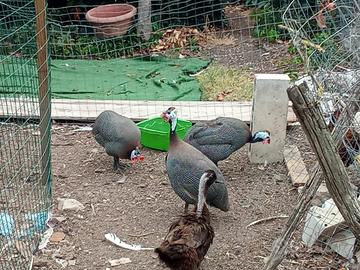 Galline Faraone