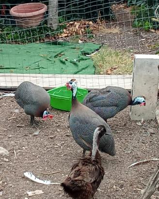 Galline Faraone