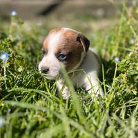 Jack Russell Terrier
