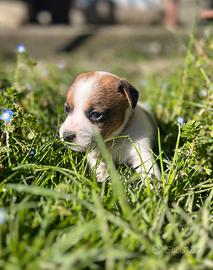 Jack Russell Terrier