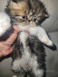 Gatto persiano 3 femmina