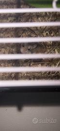 Animal