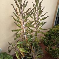 Pianta Kalanchoe daigremontiana