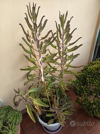 Pianta Kalanchoe daigremontiana