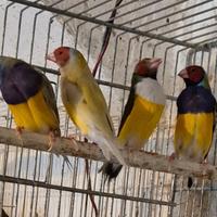 Diamanti di Gould maschi