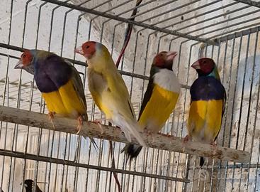 Diamanti di Gould maschi