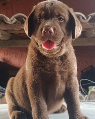 Cuccioli di Labrador chocolate