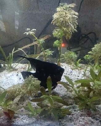 scalari Total black 
