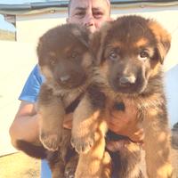 Cuccioli di pastore tedesco