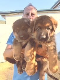 Cuccioli di pastore tedesco