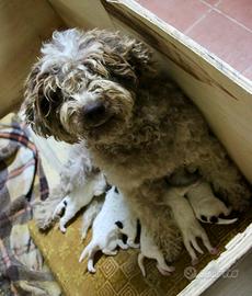 Cuccioli di Lagotto Romagnolo cane da tartufo