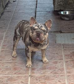 Bulldog francese lilac merle tan big rope X monte