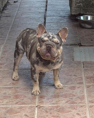 Bulldog francese lilac merle tan big rope X monte