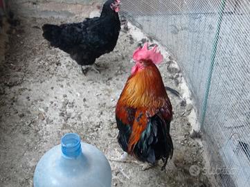Coppia di Marans
