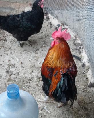 Coppia di Marans
