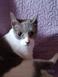 YOLE giovane bellezza