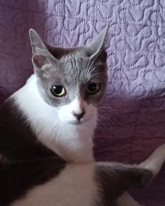YOLE giovane bellezza