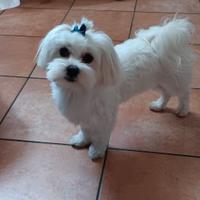 Disponibile per accoppiamento