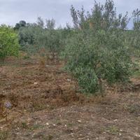 Terreno - Santa Flavia