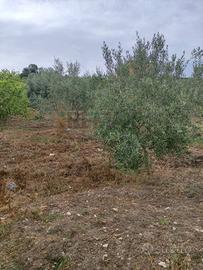 Terreno - Santa Flavia