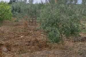 Terreno - Santa Flavia