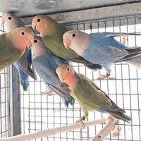 Inseparabili roseicollis giovani