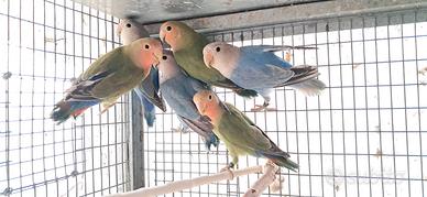 Inseparabili roseicollis giovani