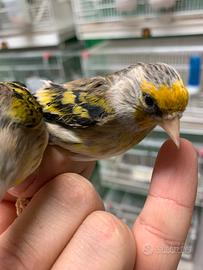 Ibridi di Cardellino