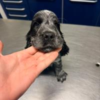 Cocker spaniel inglese