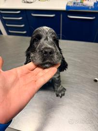 Cocker spaniel inglese