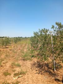 Oliveto con casetta