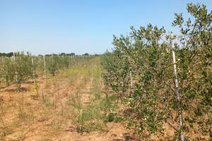 Oliveto con casetta