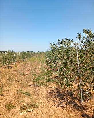 Oliveto con casetta