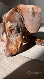 Bassotto nano arlechino choco per monta