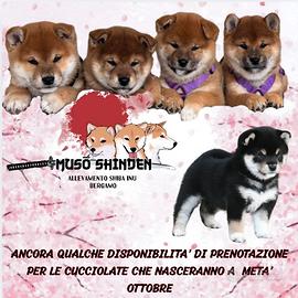 Cuccioli shiba inu selezionati