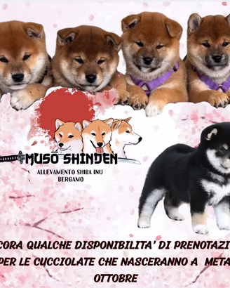 Cuccioli shiba inu selezionati
