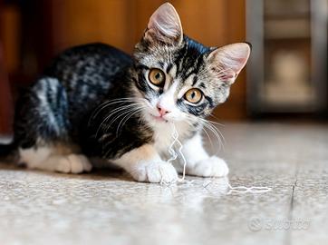 Cucciolo Persiano/Europeo