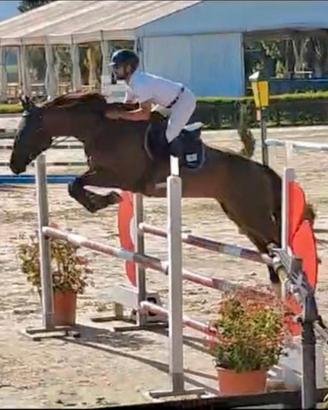 Cavallo