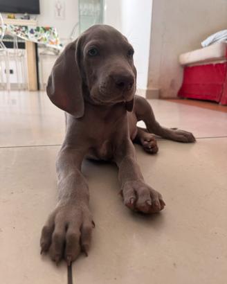 Cucciolo Weimaraner