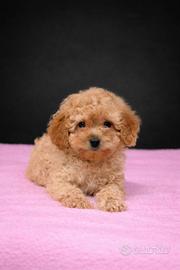 Cucciola di Barboncino