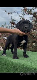 Cuccioli cane corso con pedigree