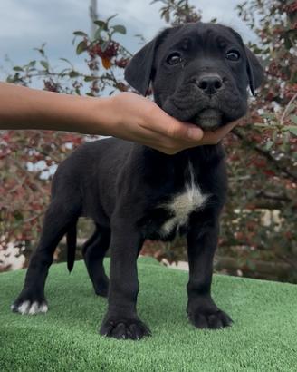 Cuccioli cane corso con pedigree