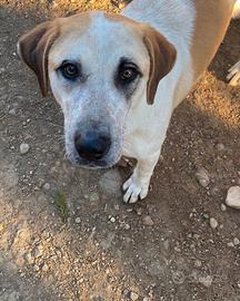 Mix labrador pezzato da maltrattamento