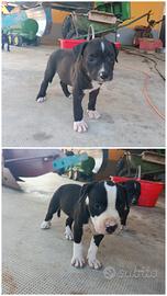 cuccioli "American Staffordshire"