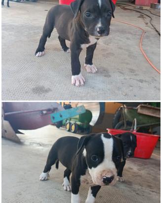 cuccioli "American Staffordshire"
