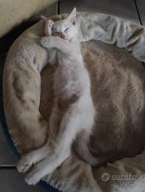 Cuccioli di ragdoll