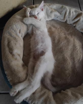 Cuccioli di ragdoll
