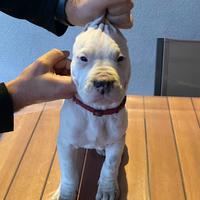 Cuccioli dogo argentino