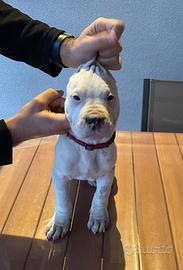 Cuccioli dogo argentino
